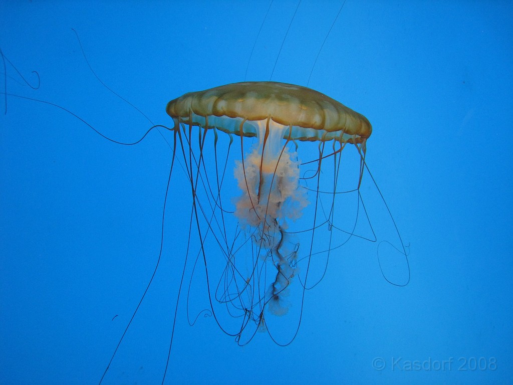 Baltimore MD 2009 1160.jpg - A 4th of July trip to Washington DC in 2009 included a stop in Baltimore MD to see the National Aquarium.